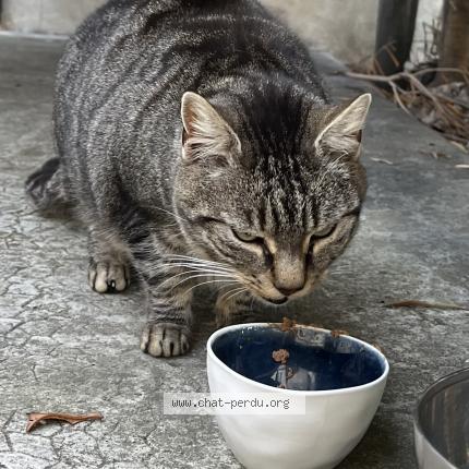 Photo 3/5 Found cat Found in Marseille