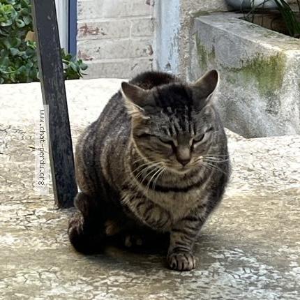 Photo 4/5 Found cat Found in Marseille