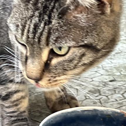 Photo 5/5 Found cat Found in Marseille