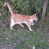 Picture of cat lost at Sambin