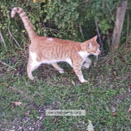 Photo 1/1 WHISKY Chat lost in Sambin