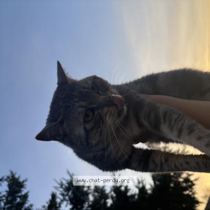 Photo 1/1 Patchoumilo Chat lost in Sens