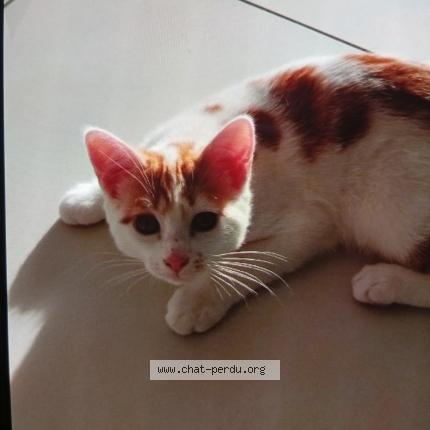 Photo 1/1 Tigrou Chat lost in Pont audemer