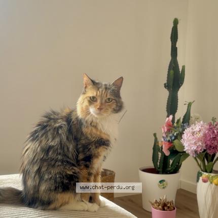 Photo 1/1 Bibi Chat lost in Souchez