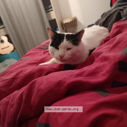 Photo 1/1 poulain laurence Chat lost in Force