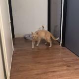 Picture of cat found at Denain