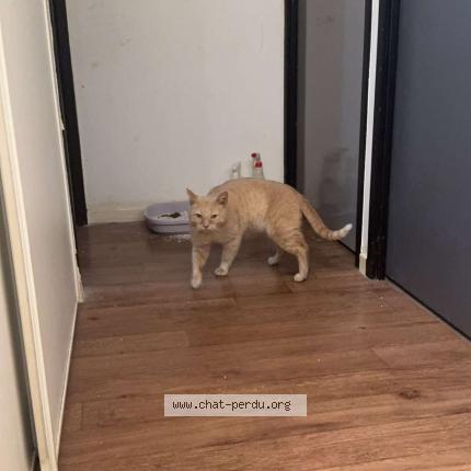 Photo 1/1 Found cat Found in Denain
