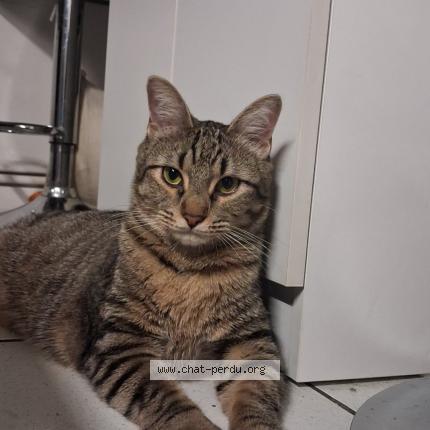 Photo 1/1 Armin Chat lost in Apt