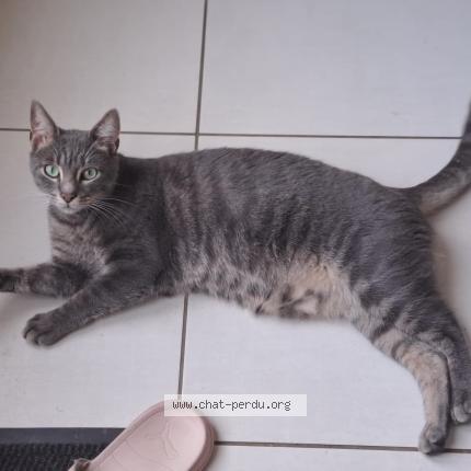 Photo 1/1 Shocky Chat lost in Briollay