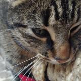 Picture of cat lost at Saint Fraimbault