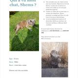 Picture of cat lost at Woluwe St Lambert