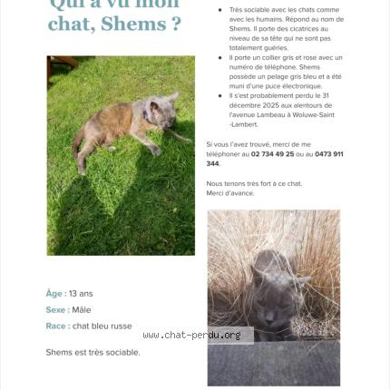 Photo 1/1 Shems Chat lost in Woluwe st lambert