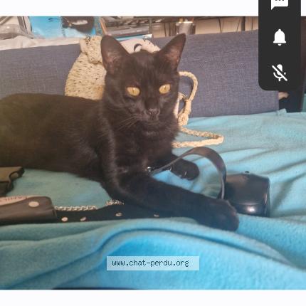 Photo 1/1 Tyson Chat lost in Montpellier