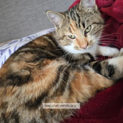 Foto 1/1 Wiedergefundene Katze Verloren in Cologny