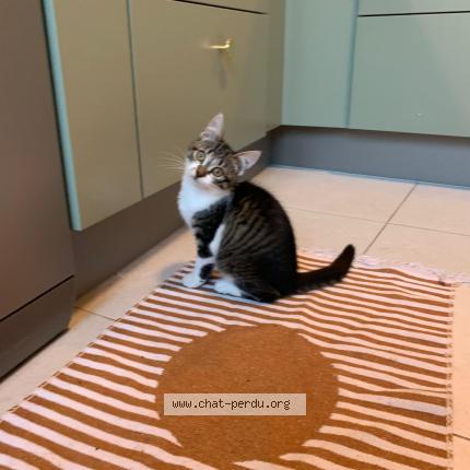 Photo 1/1 Plume Chat lost in Angers