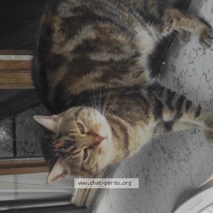 Photo 1/1 Association Chats Libres CHAGRIS Chat lost in Froges