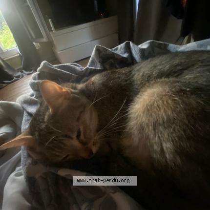 Photo 1/1 Isis Chat lost in Mouroux