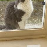 Picture of cat lost at Cardonnette