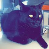 Picture of cat lost at Craon