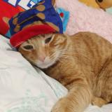 Picture of cat lost at Tyler