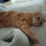 Picture of cat lost at Yermenonville