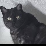 Picture of cat lost at Mesa
