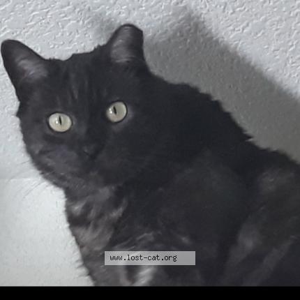 Photo 1/1 Elvis Chat lost in Mesa