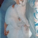 Picture of cat lost at Hirson