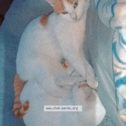 Photo 1/1 Roméo Chat lost in Hirson