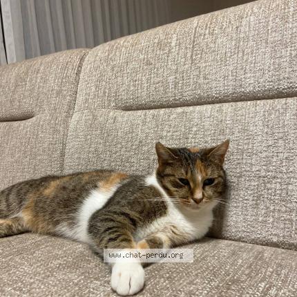 Photo 1/1 Chilli Chat lost in Leernes