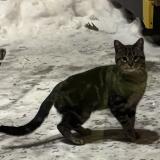 Picture of cat found at Blainville
