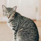 Picture of cat lost at Wethersfield