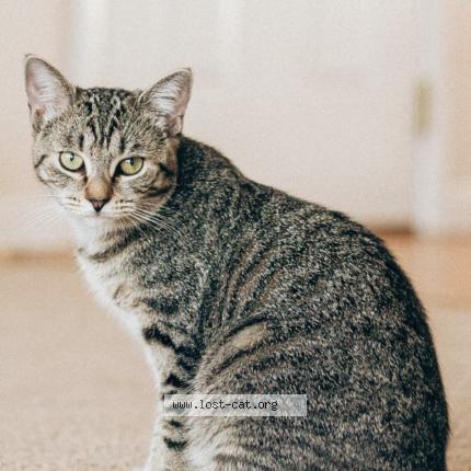 Photo 1/1 Caramel Cat lost in Wethersfield