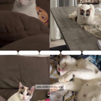 Photo 1/1 Winnie Chat lost in Vallauris