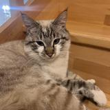 Picture of cat lost at Plelan Le Grand