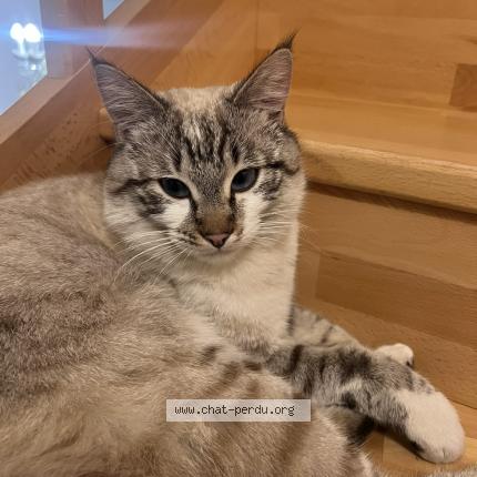 Photo 1/1 Yuki Chat lost in Plelan le grand