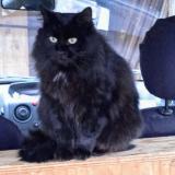 Picture of cat lost at Orgedeuil