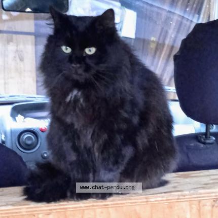 Photo 1/1 Yacco Chat lost in Orgedeuil