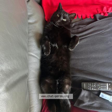 Foto 1/1 Kat teruggevonden Vermist in Micheroux