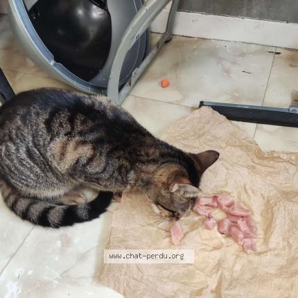 Photo 1/1 Lili Chat lost in Le chambon feugerolles