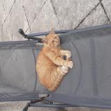 Picture of cat lost at Royan