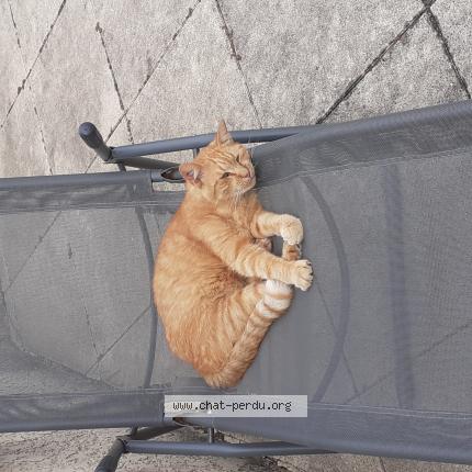 Photo 1/1 COOKIE Chat lost in Royan