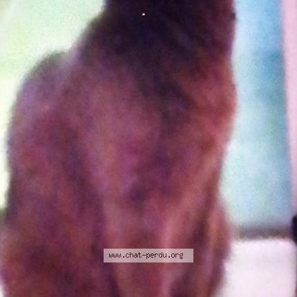 Photo 1/1 Pimpi Chat lost in Marseille