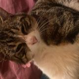 Picture of cat lost at Plan Les Ouates