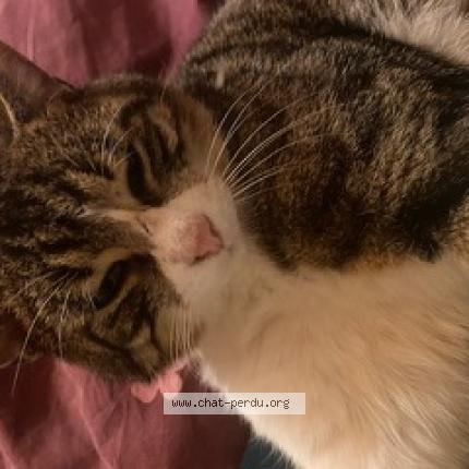 Photo 1/1 Bob Chat lost in Plan les ouates