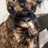 Picture of cat lost at Burkburnett