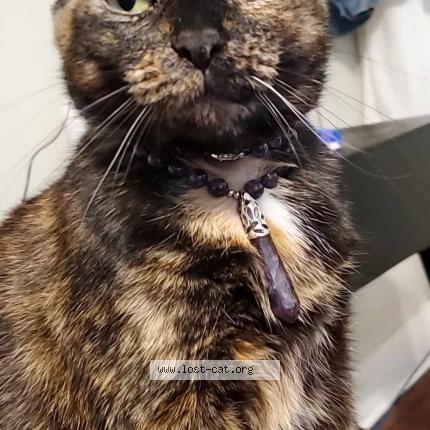 Photo 1/1 Spooky Chat lost in Burkburnett