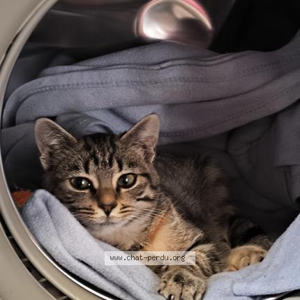 Photo 1/1 mimine Chat lost in Beuvry france