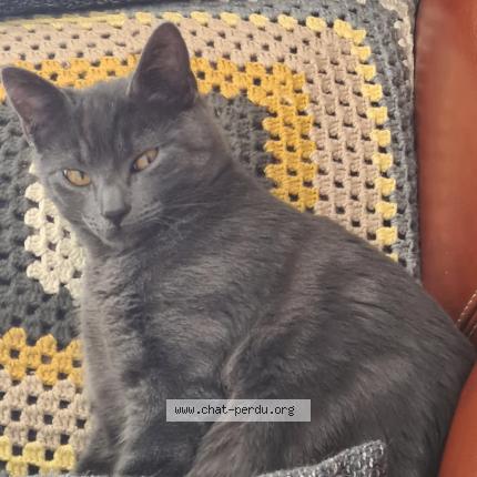 Photo 1/1 Tsuki Chat lost in Limay