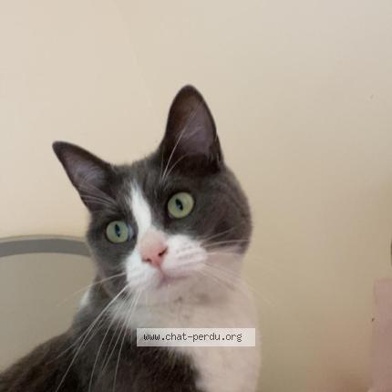 Photo 1/1 Merkel Chat lost in Saint laurent sur manoir